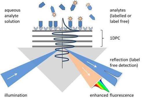 BILOBA Concept